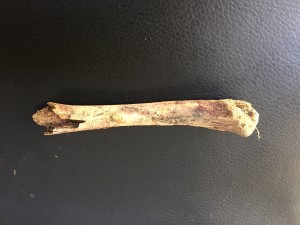 A bit of bone. Presumably chicken bone, but what am I, an anatomist?